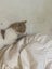 Gorgeous ginger and white and ginger kittens Carousel 1