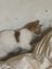 Gorgeous ginger and white and ginger kittens Carousel 2