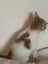 Gorgeous ginger and white and ginger kittens Carousel 3
