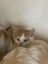 Gorgeous ginger and white and ginger kittens Carousel 4