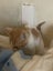 Gorgeous ginger and white and ginger kittens Carousel 5