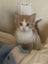 Gorgeous ginger and white and ginger kittens Carousel 6