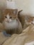 Gorgeous ginger and white and ginger kittens Carousel 7