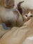 Gorgeous ginger and white and ginger kittens Carousel 8