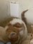 Gorgeous ginger and white and ginger kittens Carousel 9