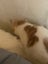 Gorgeous ginger and white and ginger kittens Carousel 10