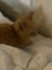 Gorgeous ginger and white and ginger kittens Carousel 11