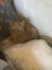 Gorgeous ginger and white and ginger kittens Carousel 12