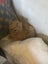 Gorgeous ginger and white and ginger kittens Carousel 13