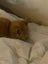 Gorgeous ginger and white and ginger kittens Carousel 14