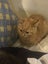 Gorgeous ginger and white and ginger kittens Carousel 15
