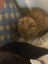 Gorgeous ginger and white and ginger kittens Carousel 16