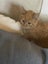 Gorgeous ginger and white and ginger kittens Carousel 17