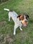Beautiful Boy - Free to a very Loving Forever Home Carousel 1