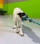 Beautiful Boy - Free to a very Loving Forever Home Carousel 3