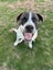Beautiful Boy - Free to a very Loving Forever Home Carousel 5