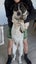 Beautiful Boy - Free to a very Loving Forever Home Carousel 6