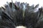 Royal Green Strung Schlappen Feathers Carousel 3