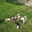 Jack Russell and Foxy cross puppies Carousel 7