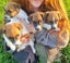 Jack Russell and Foxy cross puppies Carousel 8