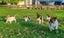 Jack Russell and Foxy cross puppies Carousel 9