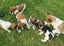 Jack Russell and Foxy cross puppies Carousel 5