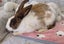 Pure Blood Flemish Giant Baby Rabbits Carousel 3