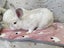Pure Blood Flemish Giant Baby Rabbits Carousel 4