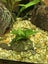 Java fern attached to rock (shipping available) Carousel 4