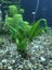 Java fern attached to rock (shipping available) Carousel 5