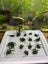Java fern attached to rock (shipping available) Carousel 6