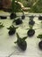 Java fern attached to rock (shipping available) Carousel 7