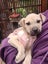 Etta (Ellie's Canine Rescue & Rehome) Carousel 2