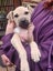 Etta (Ellie's Canine Rescue & Rehome) Carousel 3
