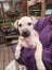 Etta (Ellie's Canine Rescue & Rehome) Carousel 4