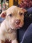 Frank Jnr (Ellie's Canine Rescue & Rehome) Carousel 1