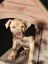 Frank Jnr (Ellie's Canine Rescue & Rehome) Carousel 4