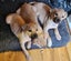 Frank Jnr (Ellie's Canine Rescue & Rehome) Carousel 5