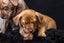 Paxton - PUPPY Pound Hounds Rescue Carousel 5