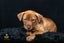 Paxton - PUPPY Pound Hounds Rescue Carousel 12