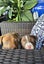 Paxton - PUPPY Pound Hounds Rescue Carousel 7