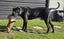 Paxton - PUPPY Pound Hounds Rescue Carousel 13