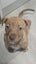 Paxton - PUPPY Pound Hounds Rescue Carousel 11