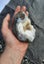 Mordonite on chalcedony geode - zeolite mineral Carousel 4