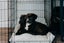 Nugget (Ellie's Canine Rescue & Rehome) Carousel 3