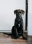 Nugget (Ellie's Canine Rescue & Rehome) Carousel 2