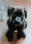 Nugget (Ellie's Canine Rescue & Rehome) Carousel 1