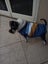 Winter Dog Coat with Fur trimmed Hood - Med/Large Carousel 2
