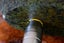 New Zealand greenstone touchstone pounamu carving stone home deco unique gift Carousel 13
