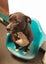 Moana - 3 years old and Good with Other Dogs Carousel 1